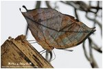 DSC_1846-b