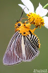 DSC_3414-fotop