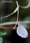 DSC_5244-fotop