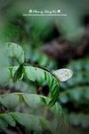 DSC_5261-fotop