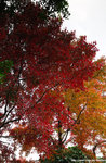 DSC_9441-b