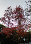 DSC_9443-b