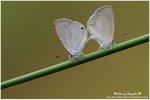 DSC_0525-b