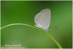 DSC_0811-b