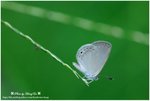 DSC_0938-b