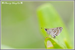 DSC_6475-dchome