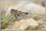 DSC_6486-dchome