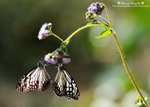 DSC_1705-fotop