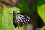 DSC_9675-fotop