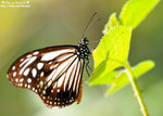 DSC_9707-fotop