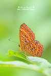 DSC_9994-fotop