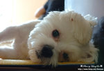 DSC_7483-a