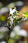 DSC_0450-fotop