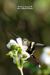 DSC_0457-fotop