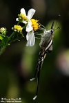 DSC_0461-fotop