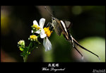 DSC_0472-fotop