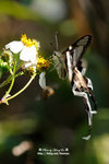 DSC_0480-fotop
