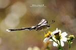 DSC_1982-blog