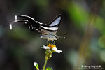 DSC_1996-blog