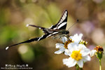 DSC_2000-blog