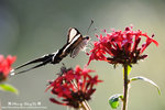 DSC_2115-blog