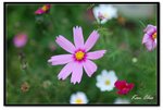 nEO_IMG_DSC_2721