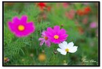 nEO_IMG_DSC_2722