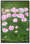 nEO_IMG_DSC_2724