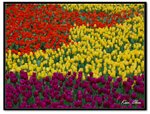 nEO_IMG_DSC_2730
