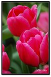 nEO_IMG_DSC_2762