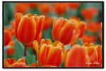 nEO_IMG_DSC_2782