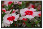 nEO_IMG_DSC_2794