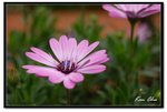 nEO_IMG_DSC_2799