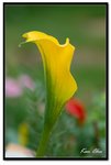 nEO_IMG_DSC_2802