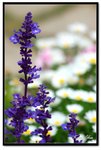 nEO_IMG_DSC_2806