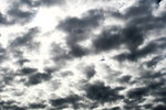IMG_4266