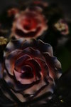 IMG_4538
