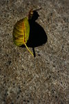 IMG_4713