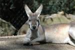 Lazy Kangaroo