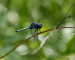 _DSC0029