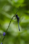 _DSC0081
