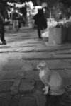 cat2