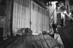 cat3