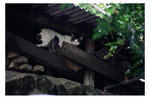cat48