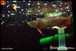 Hurting the worm in the water surface~