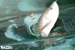 arowana01