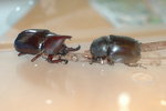 Beetles