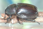 Female