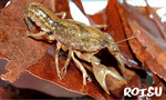 fallicambarus fodiens