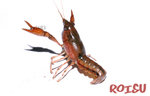 Faxonella clypeata MALE